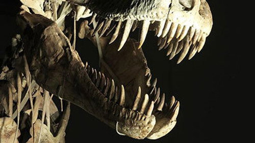 Horizon - S51E3: Dinosaurs: The Hunt for Life